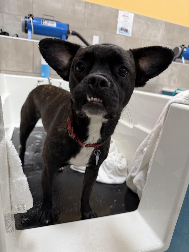 Muffin, a Adoptable mixed breed in Bonita, CA image 2/6