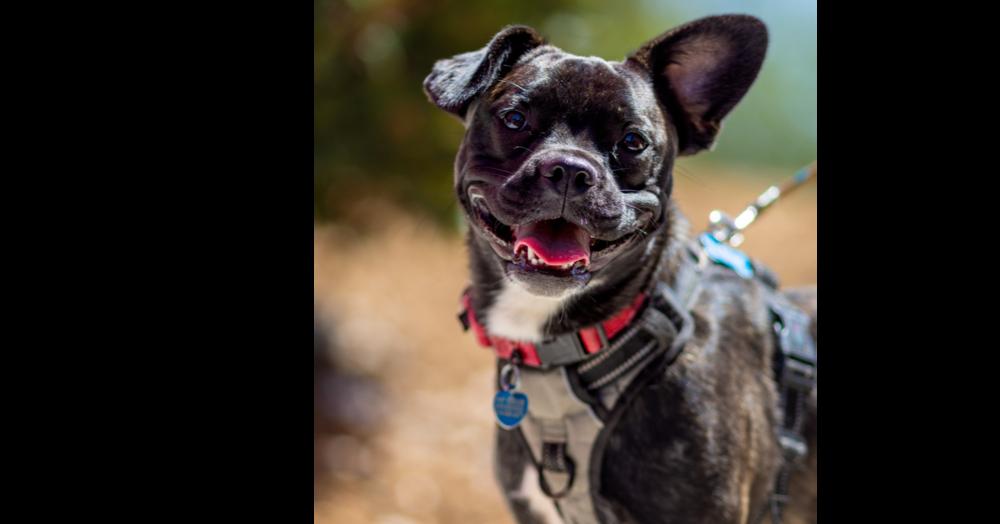 Muffin, a Adoptable mixed breed in Bonita, CA image 3/6