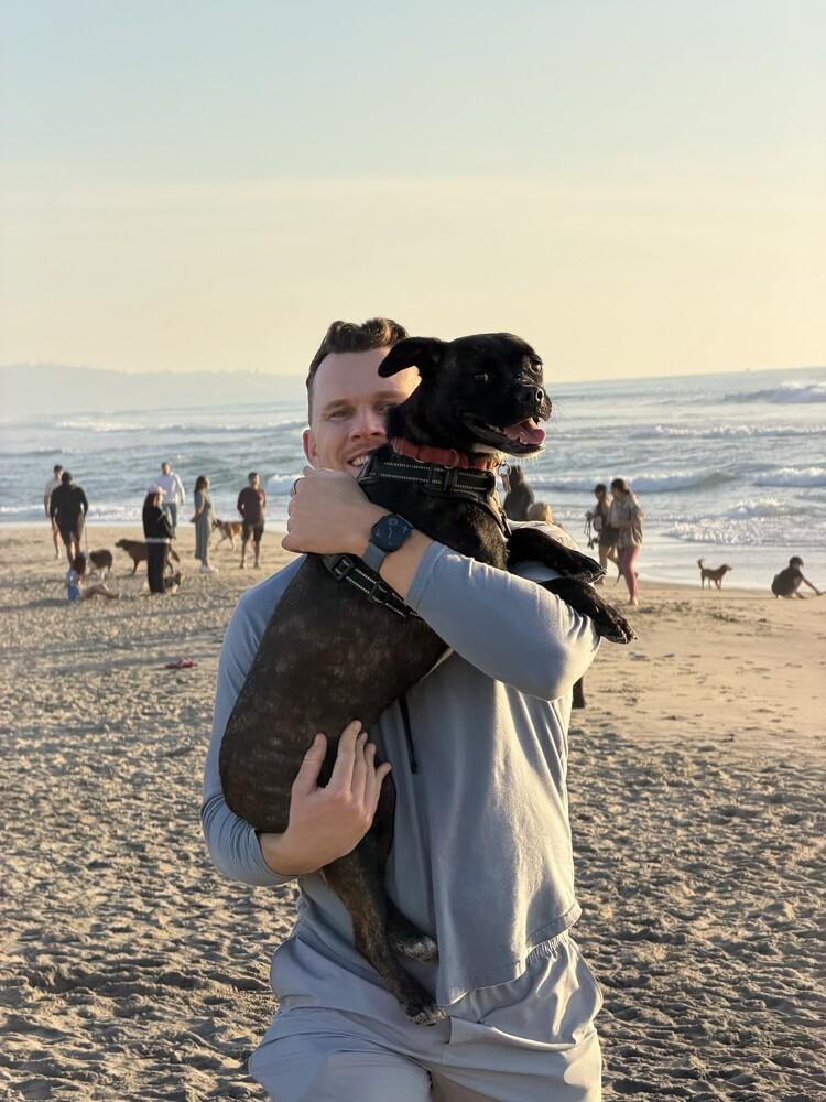 Muffin, a Adoptable mixed breed in Bonita, CA image 4/6