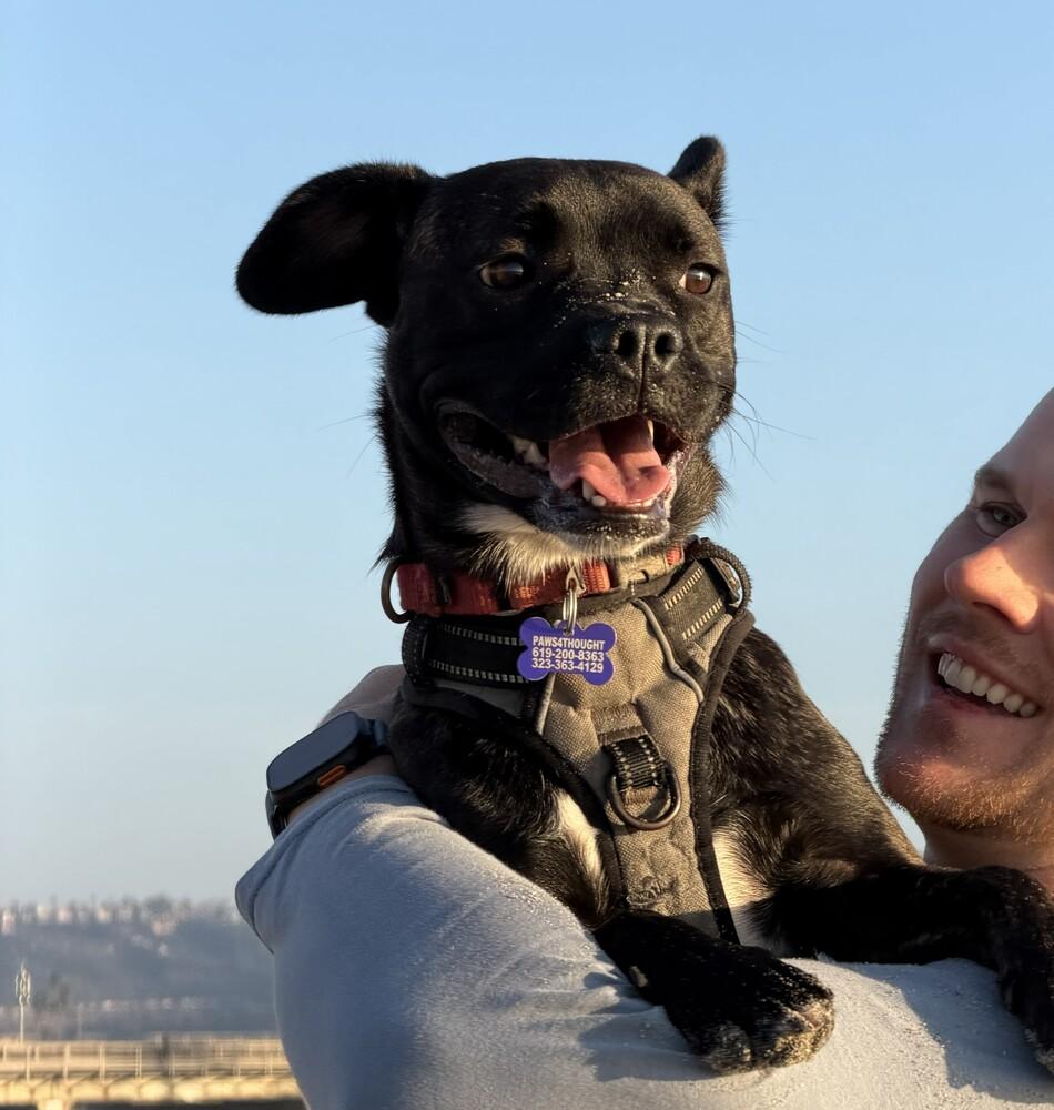 Muffin, a Adoptable mixed breed in Bonita, CA image 5/6