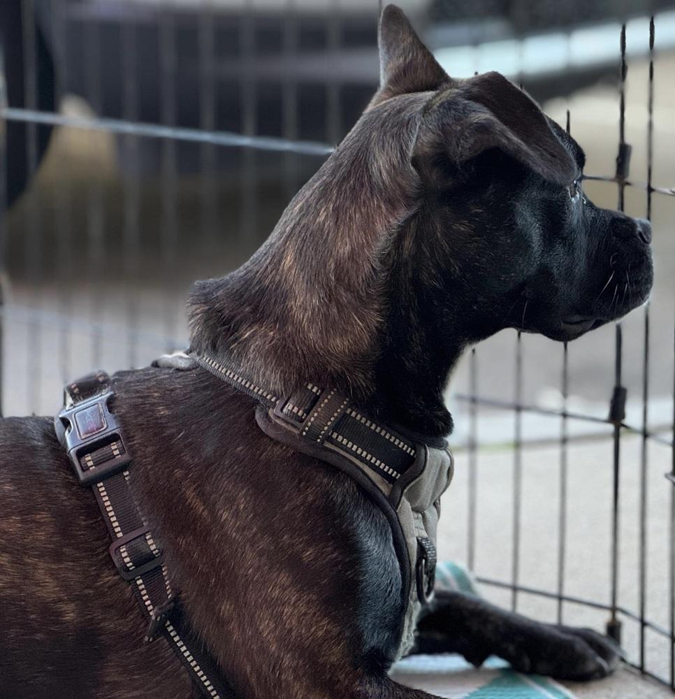 Muffin, a Adoptable mixed breed in Bonita, CA image 6/6