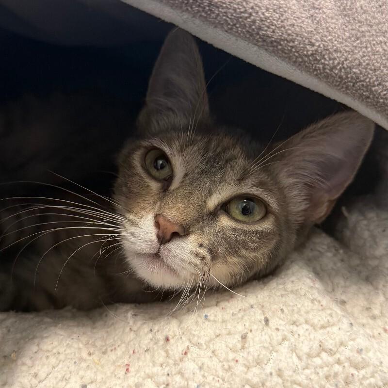 Cherry Cheesecake, Adoptable, Young Female Domestic Short Hair.