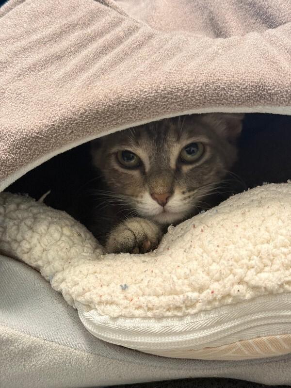 Enlarge Cherry Cheesecake, a Adoptable Domestic Short Hair in Fort Collins, CO image 2/6