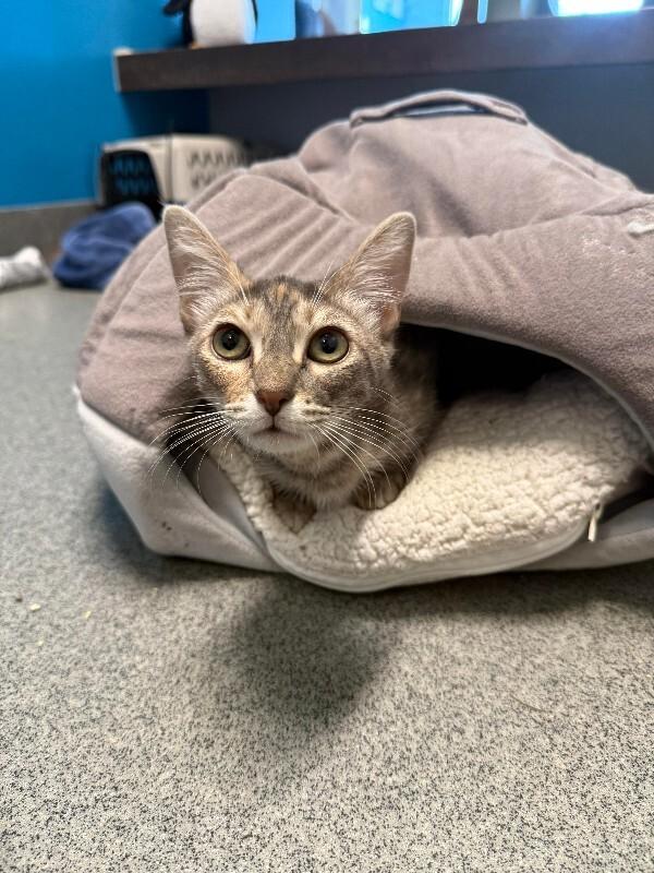 Enlarge Cherry Cheesecake, a Adoptable Domestic Short Hair in Fort Collins, CO image 3/6