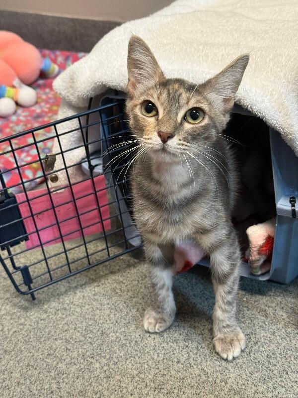 Enlarge Cherry Cheesecake, a Adoptable Domestic Short Hair in Fort Collins, CO image 4/6
