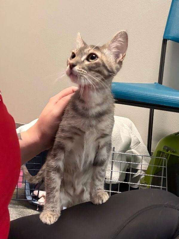 Enlarge Cherry Cheesecake, a Adoptable Domestic Short Hair in Fort Collins, CO image 5/6