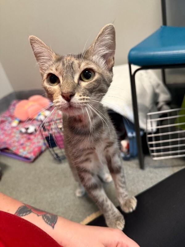 Enlarge Cherry Cheesecake, a Adoptable Domestic Short Hair in Fort Collins, CO image 6/6