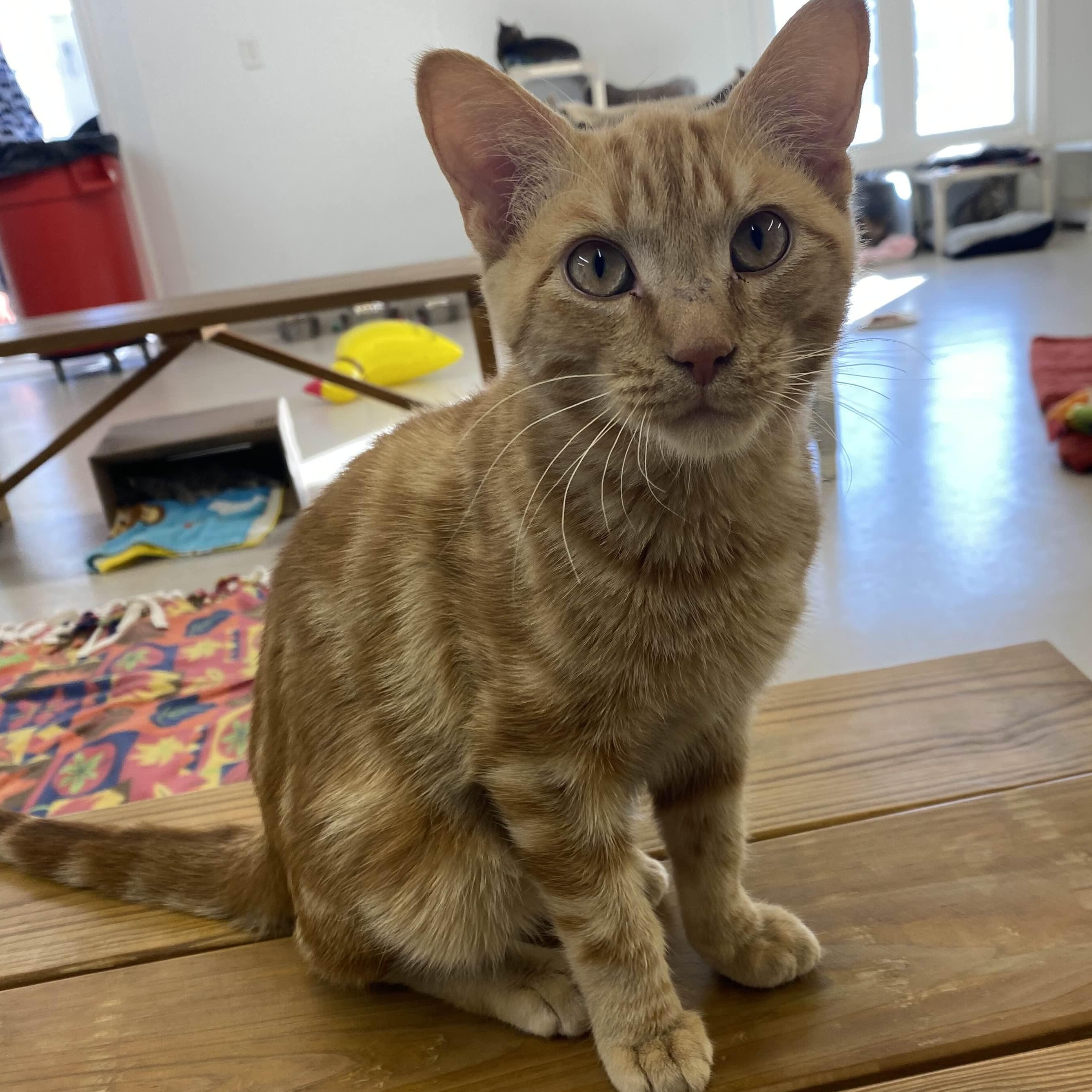 Mrs. Peacock - Party Animal