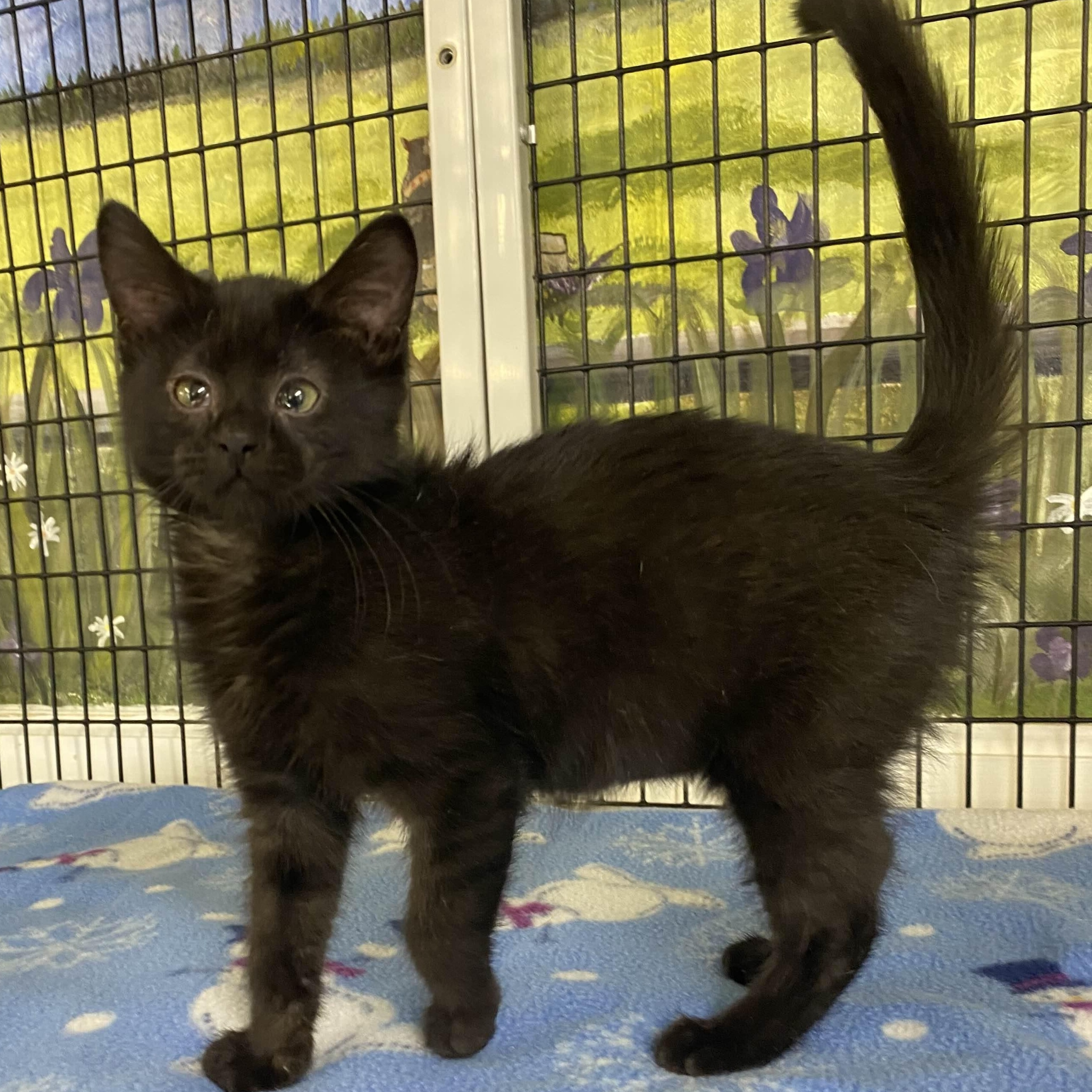 Mrs. Peacock - Party Animal