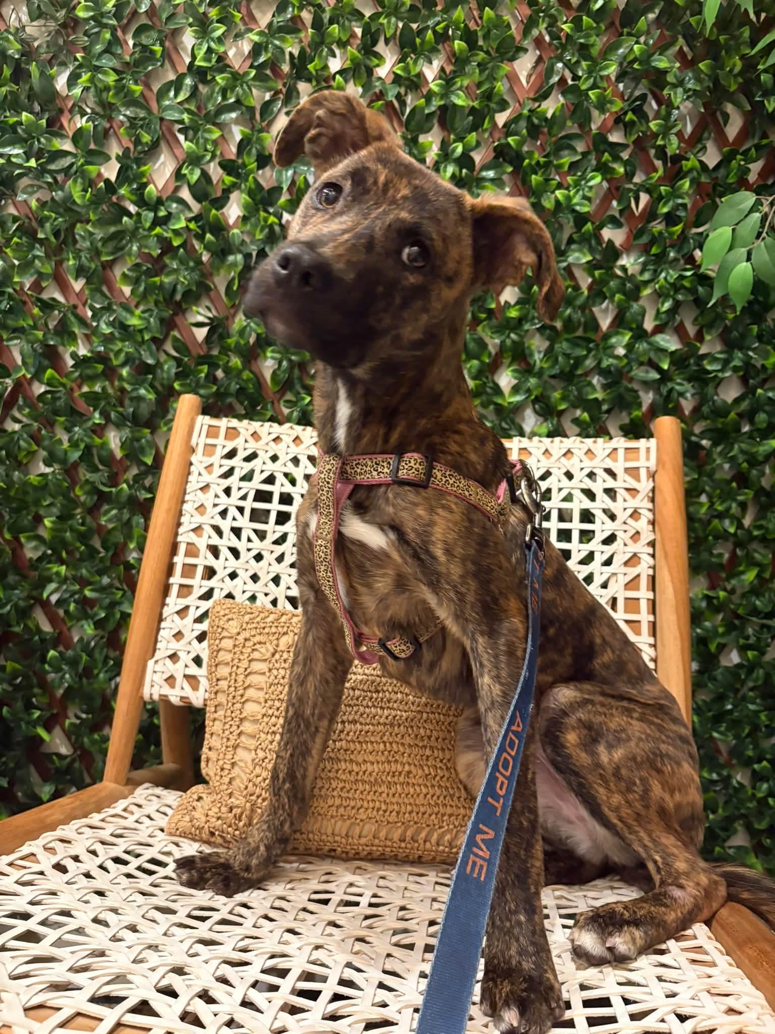 Enlarge PEBBLES, a Adopted mixed breed in Vandergrift, PA image 2/5