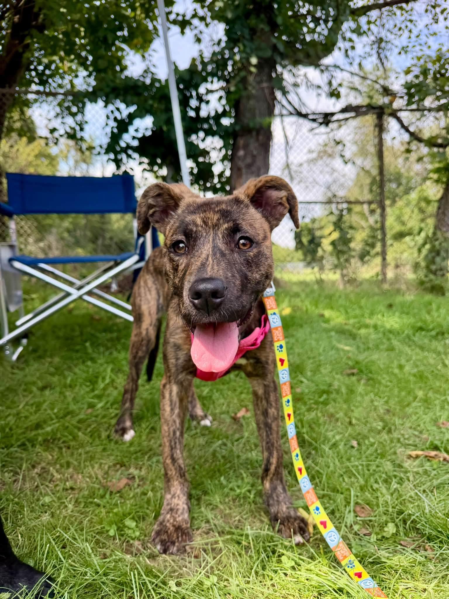 PEBBLES, Adoptable, Puppy Female Pit Bull Terrier.