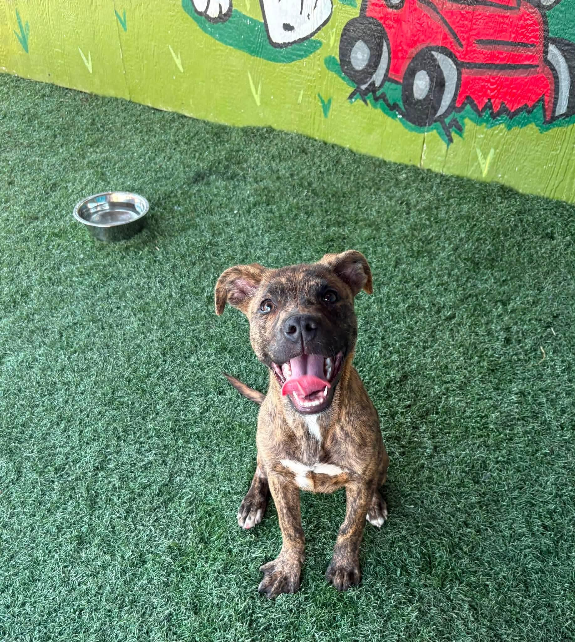 PEBBLES, ADOPTABLE, Puppy Female Pit Bull Terrier.