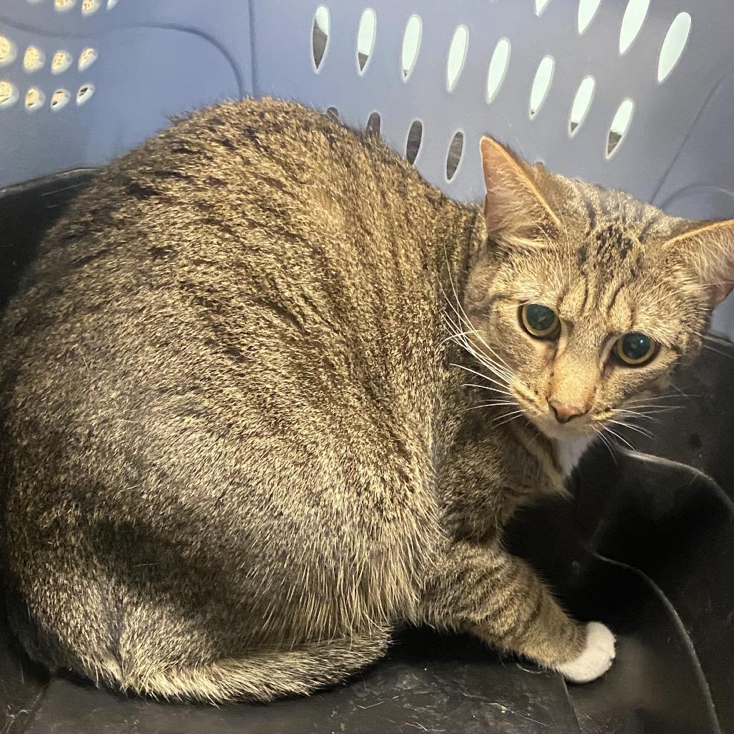 KJ, Adoptable, Adult Male Domestic Short Hair & Domestic Short Hair.