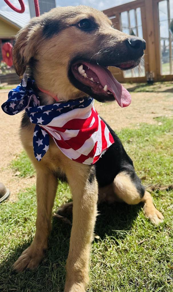 Tucker, Young Male Shepherd