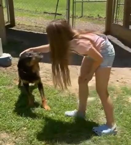 Tiny, Adoptable, Adult Female Rottweiler.
