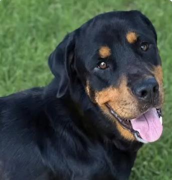 Enlarge Tiny, a Adoptable Rottweiler in Hillsboro, NH image 2/2