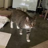 Truffle, a ADOPTABLE Domestic Short Hair in Bentonville, AR image 5/6