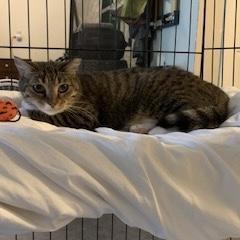 Truffle, a ADOPTABLE Domestic Short Hair in Bentonville, AR image 3/6