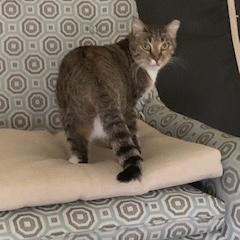 Truffle, ADOPTABLE, Adult Female Domestic Short Hair.