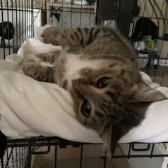 Truffle, a ADOPTABLE Domestic Short Hair in Bentonville, AR image 4/6