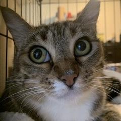 Truffle, a ADOPTABLE Domestic Short Hair in Bentonville, AR image 2/6
