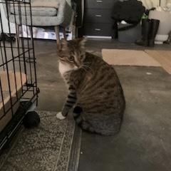 Truffle, a ADOPTABLE Domestic Short Hair in Bentonville, AR image 6/6