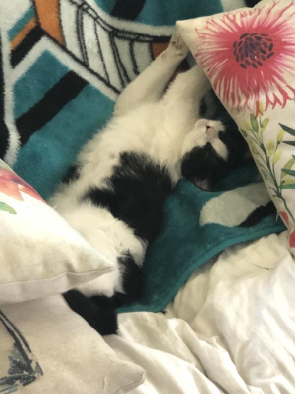 Enlarge Cookie, a Adopted Domestic Short Hair in San Jose, CA image 1/3