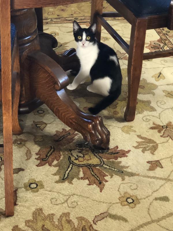 Enlarge Cookie, a Adopted Domestic Short Hair in San Jose, CA image 2/3