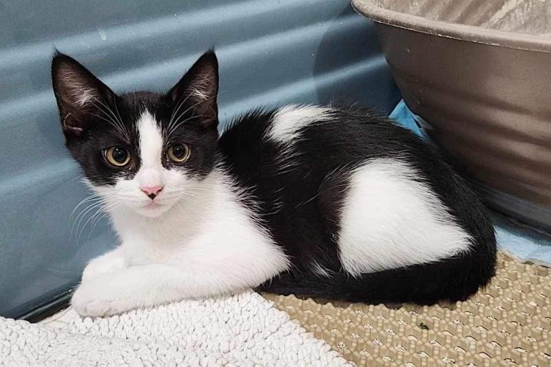 Enlarge Cookie, a Adopted Domestic Short Hair in San Jose, CA image 3/3