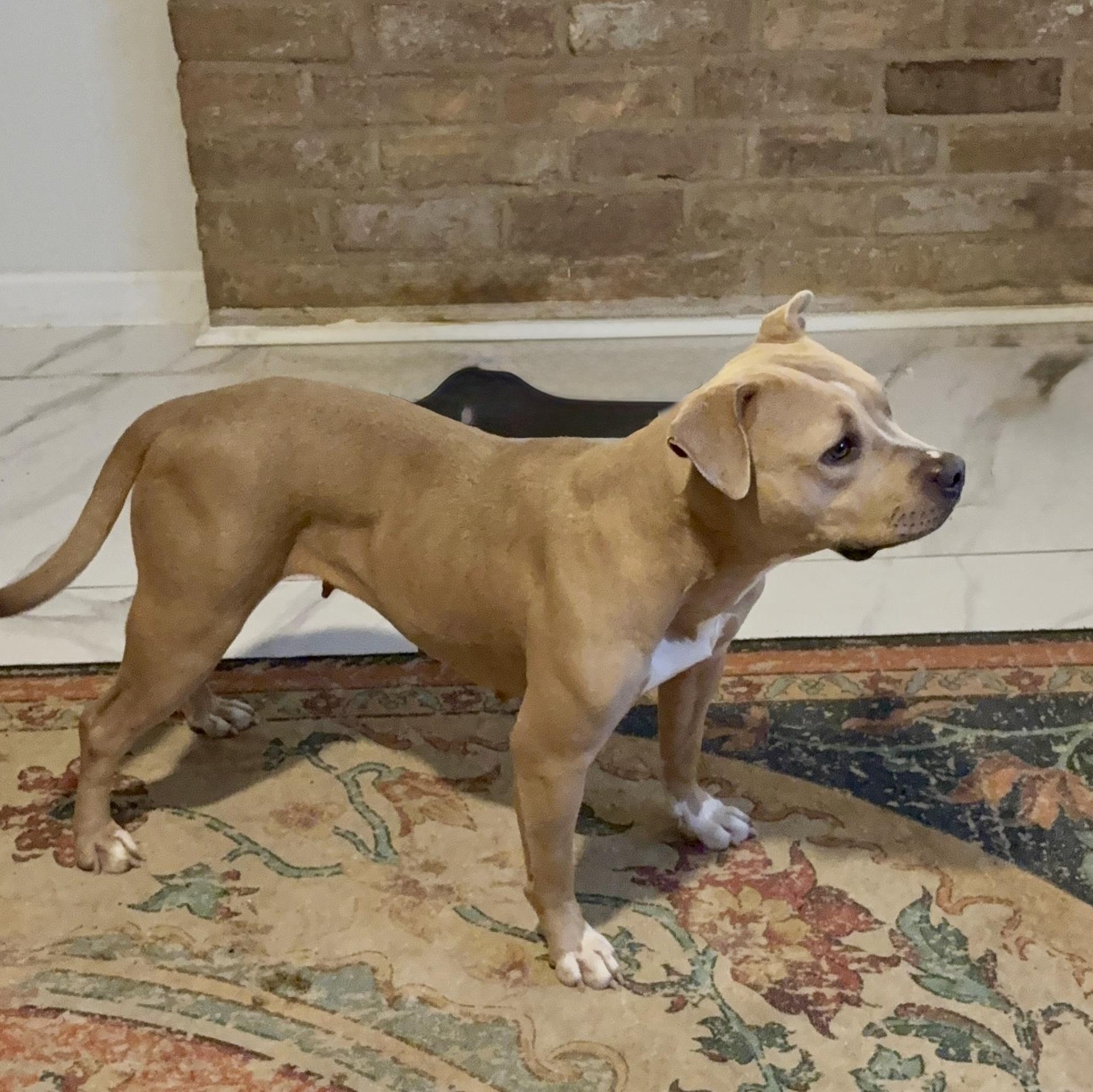 Enlarge Latto, a Adoptable mixed breed in Raleigh, NC image 4/4