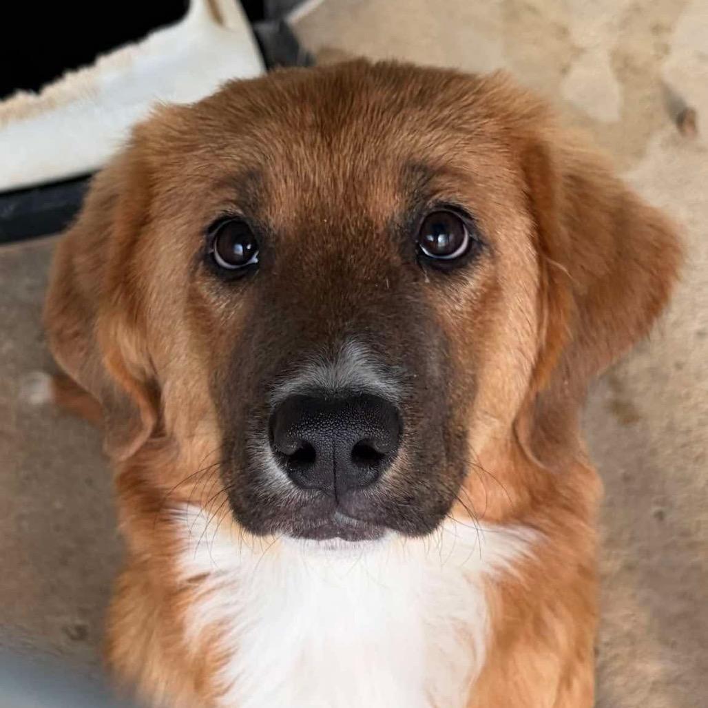 Enlarge Georgia, a Adoptable Mixed Breed in Oxford, ME image 1/3