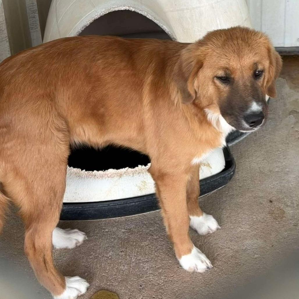 Enlarge Georgia, a Adoptable Mixed Breed in Oxford, ME image 2/3