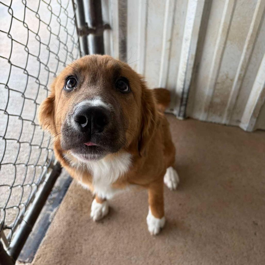 Enlarge Georgia, a Adoptable Mixed Breed in Oxford, ME image 3/3