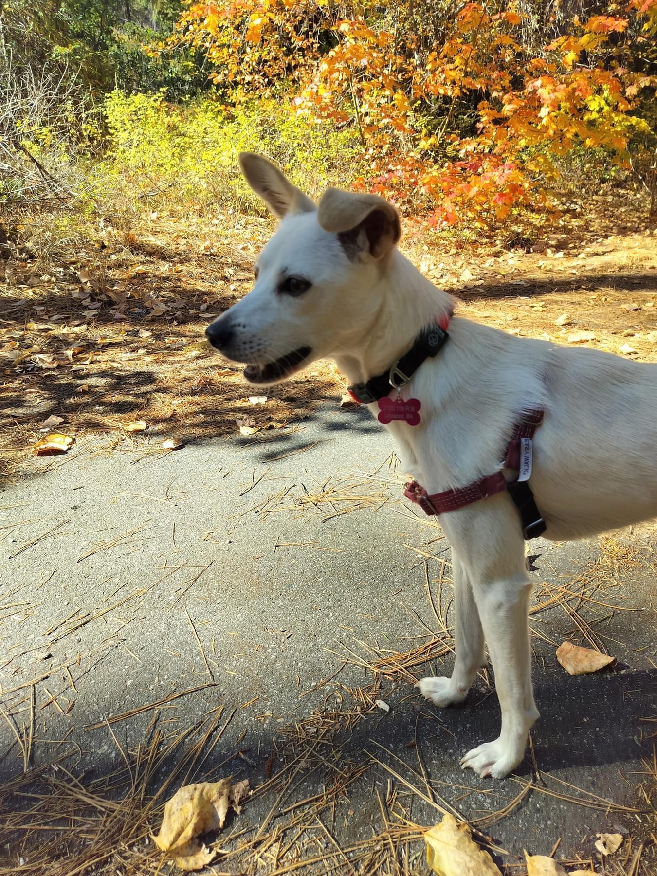 Enlarge Bambi, an adoptable mixed breed in Lynnwood , WA image 5/6