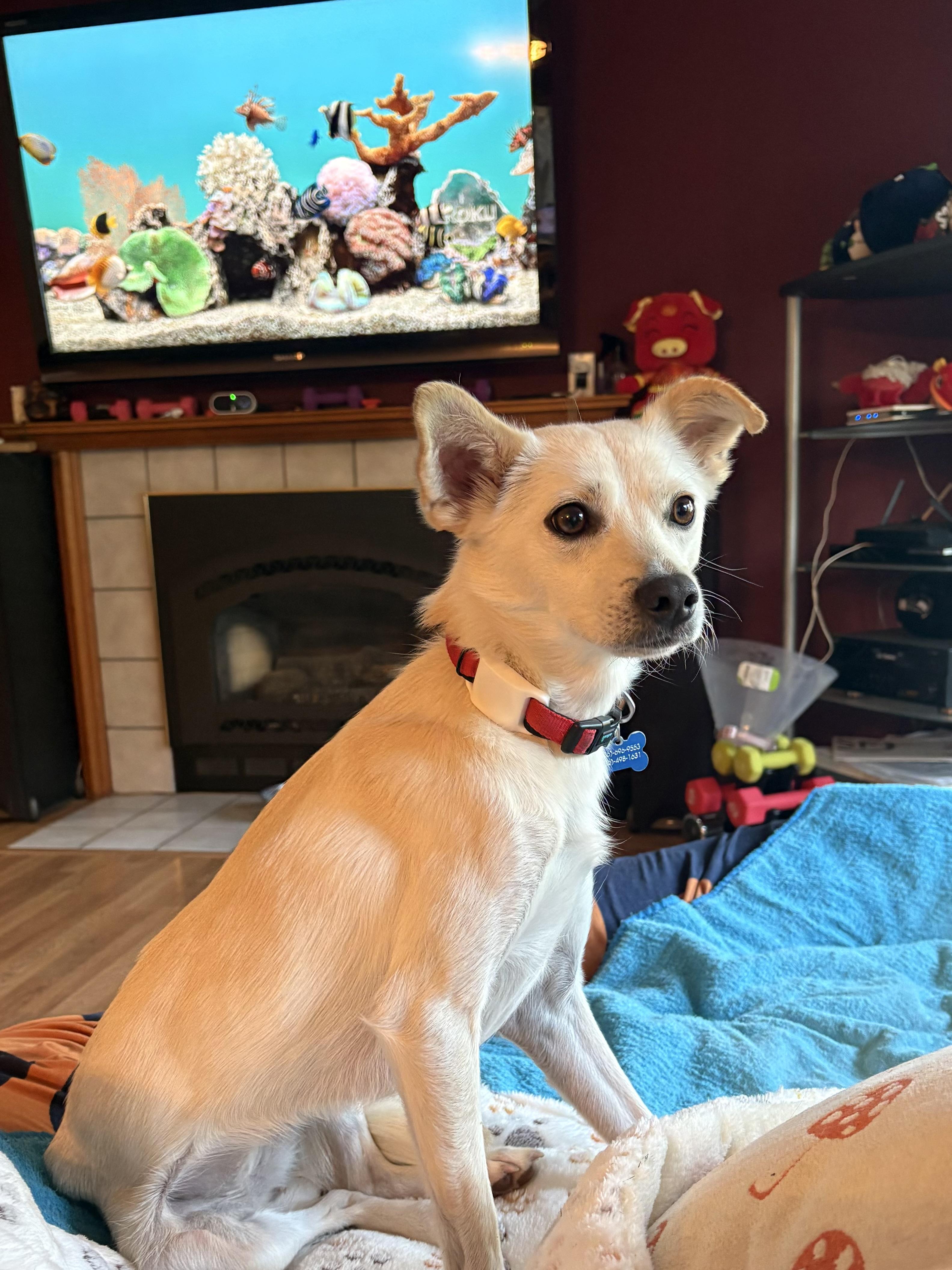 Bambi, adoptable, Young Female Mixed Breed.
