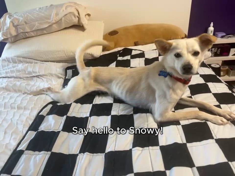 Enlarge Bambi, an adoptable mixed breed in Lynnwood , WA video 2/6