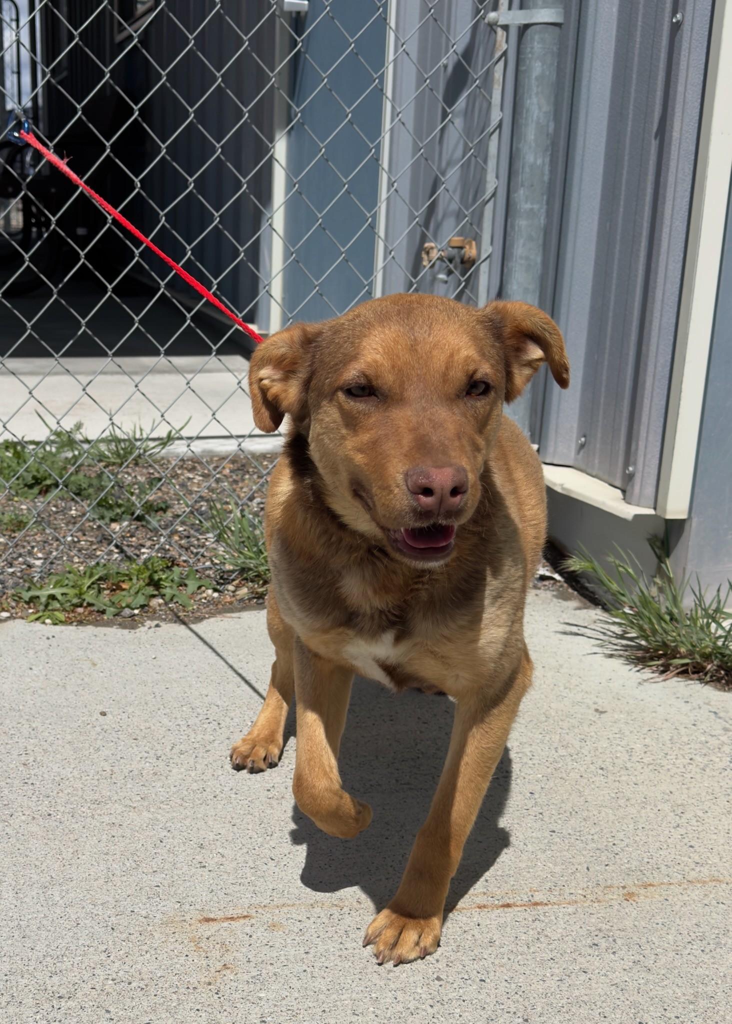 60784909, ADOPTABLE, Adult Female Shepherd.