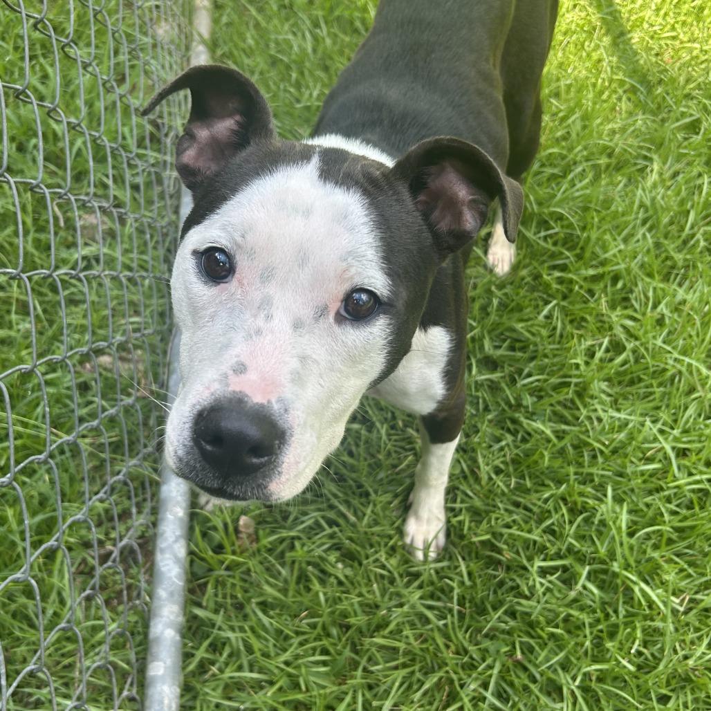 Kayla, Adoptable, Adult Female Mixed Breed.