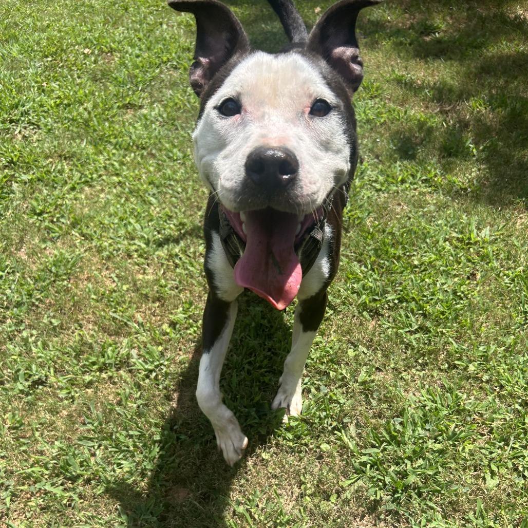 Enlarge Kayla, a Adoptable Mixed Breed in Auburn, AL image 2/6