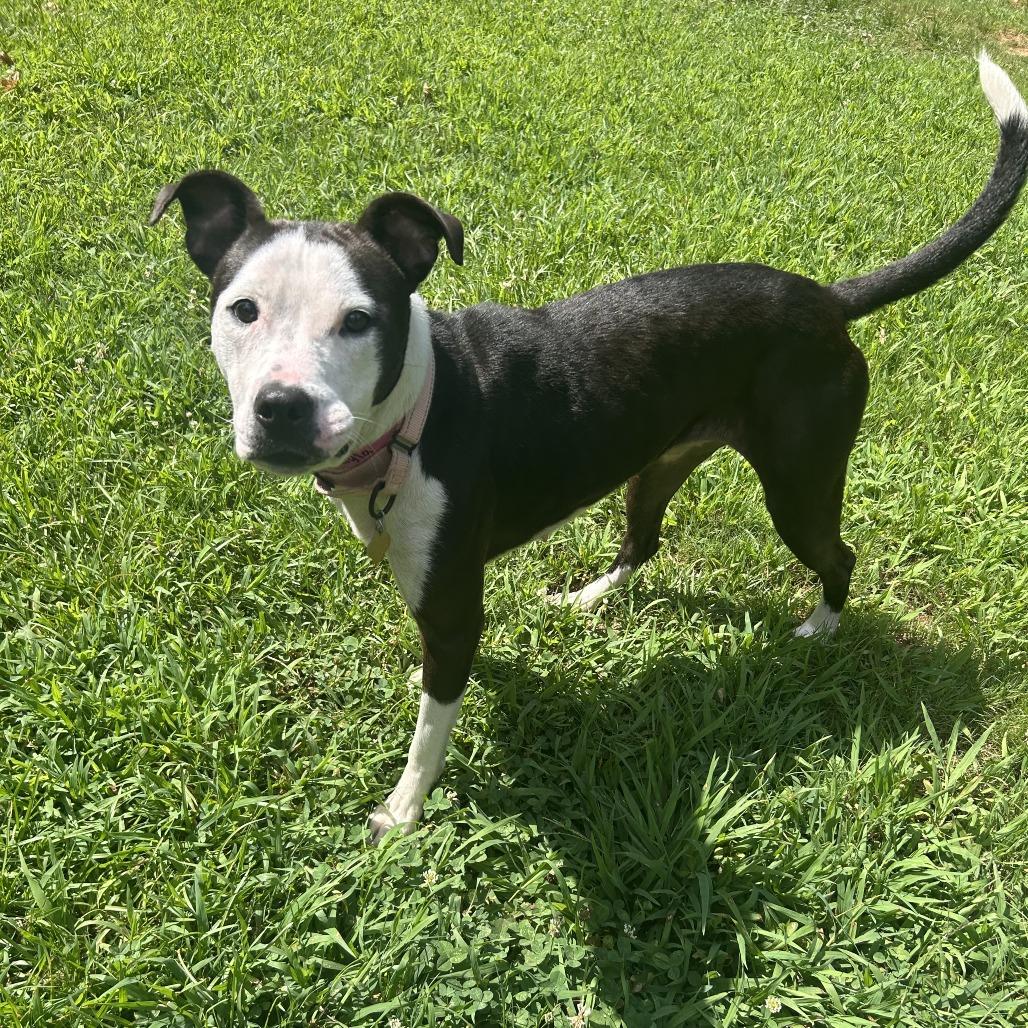 Enlarge Kayla, a Adoptable Mixed Breed in Auburn, AL image 3/6