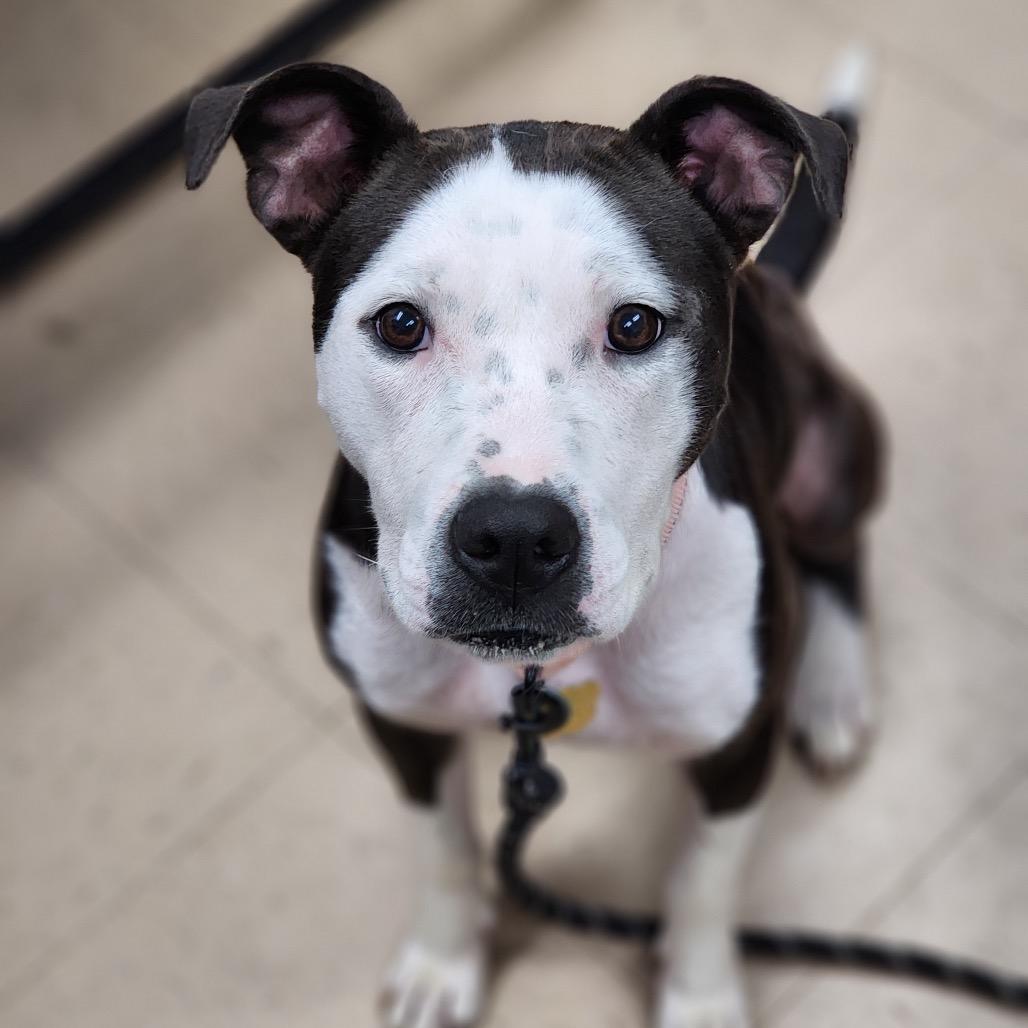 Enlarge Kayla, a Adoptable Mixed Breed in Auburn, AL image 4/6