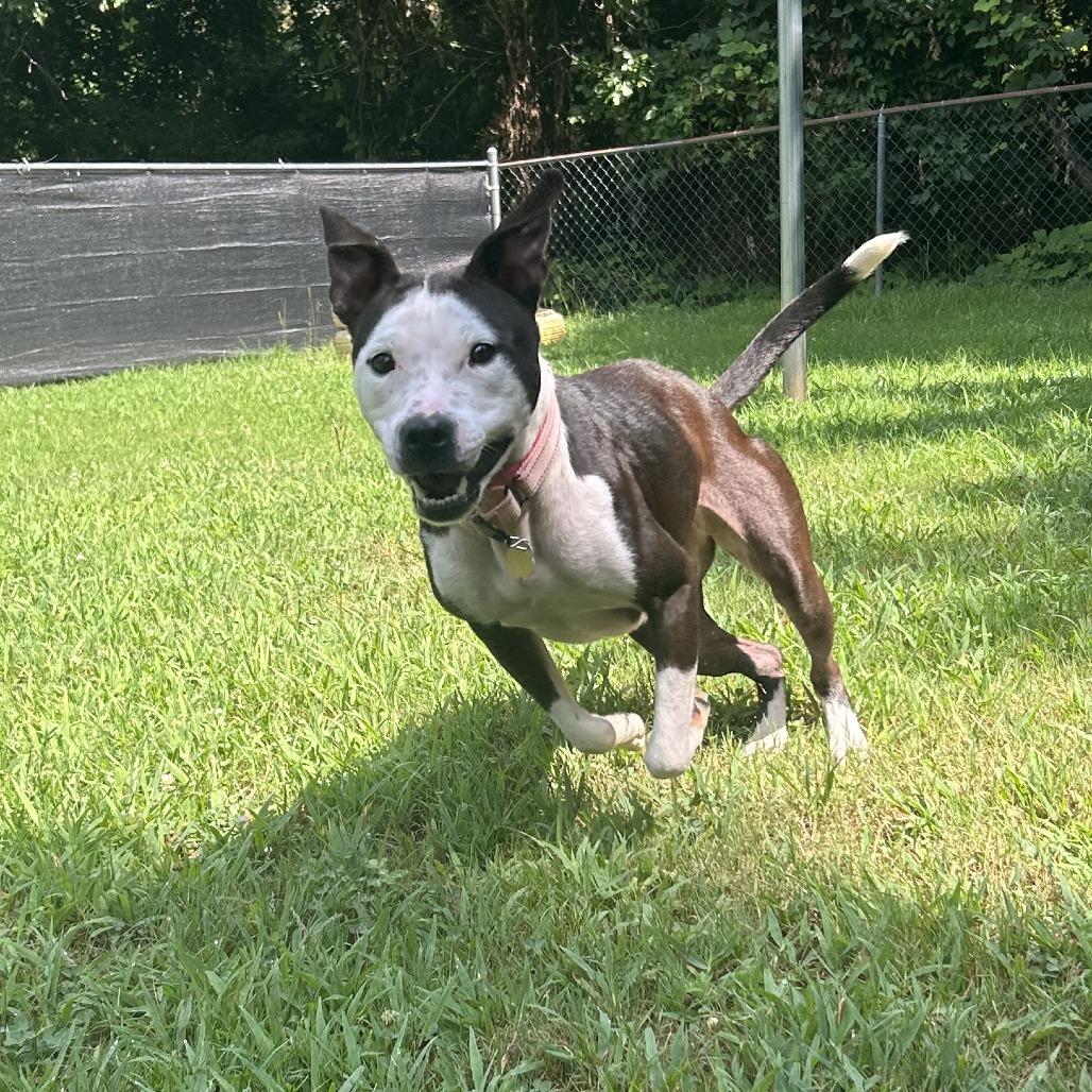 Enlarge Kayla, a Adoptable Mixed Breed in Auburn, AL image 5/6