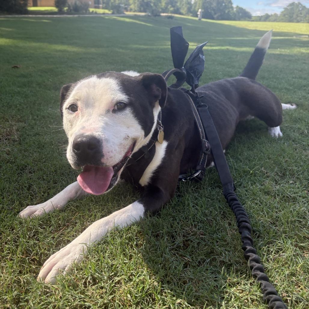 Enlarge Kayla, a Adoptable Mixed Breed in Auburn, AL image 6/6