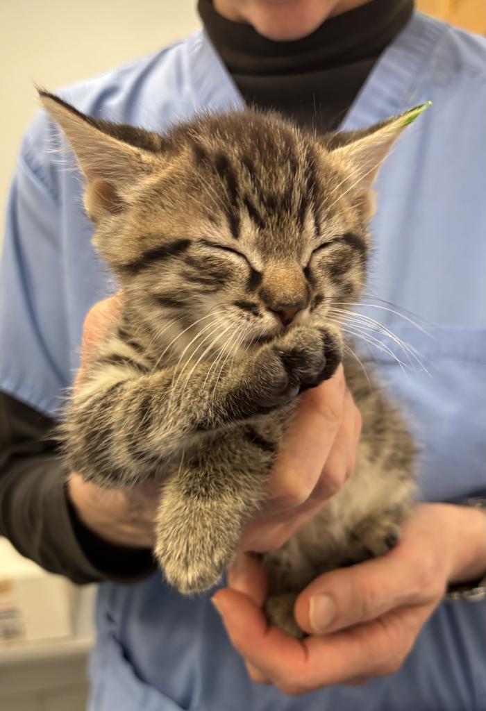 Rumi, Adoptable, Kitten Male Domestic Short Hair.