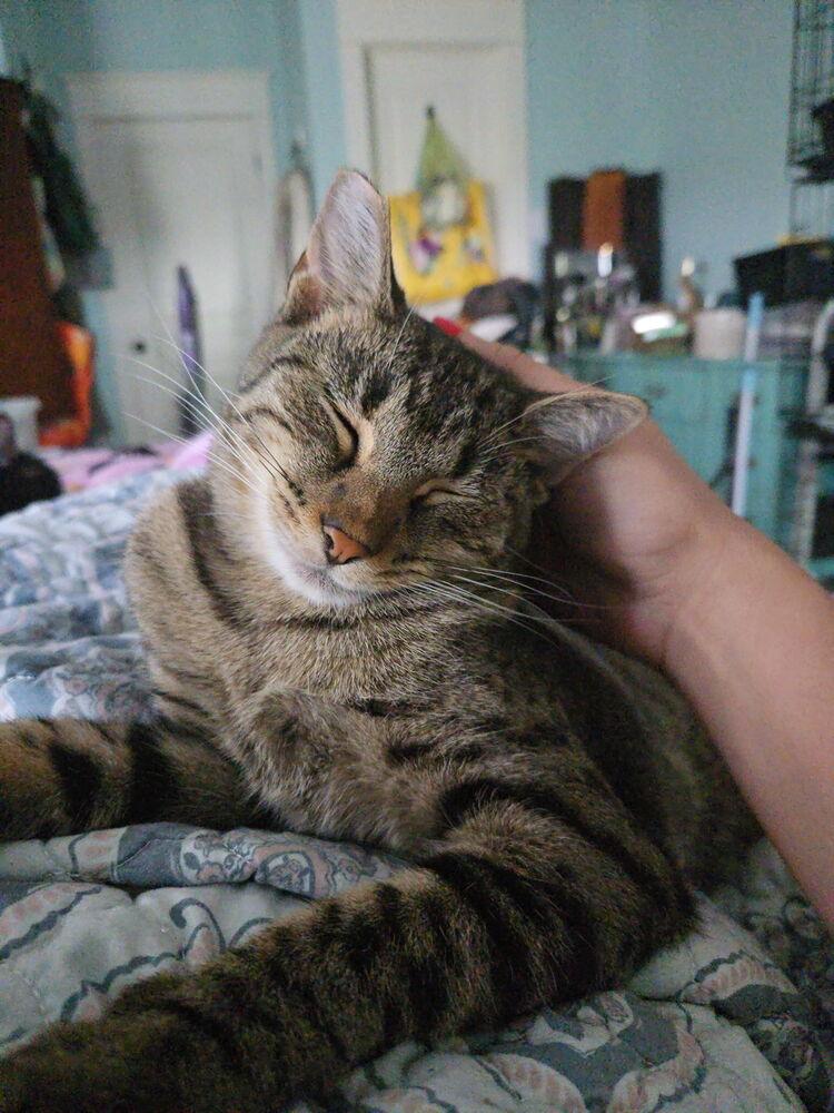 Reeses, Adoptable, Young Female Tabby.