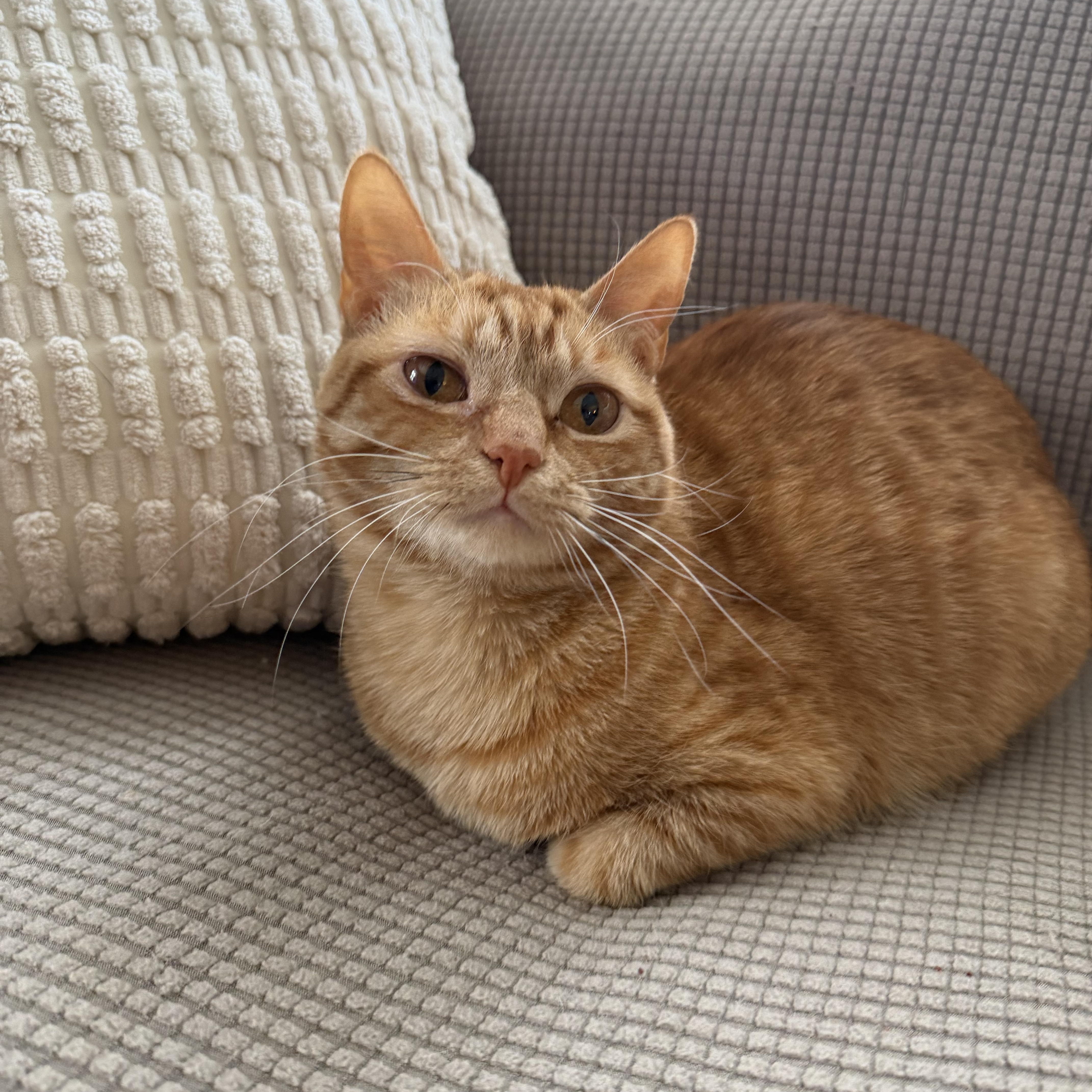 Enlarge Frito, a Adoptable Domestic Short Hair in Lacona, NY image 1/6