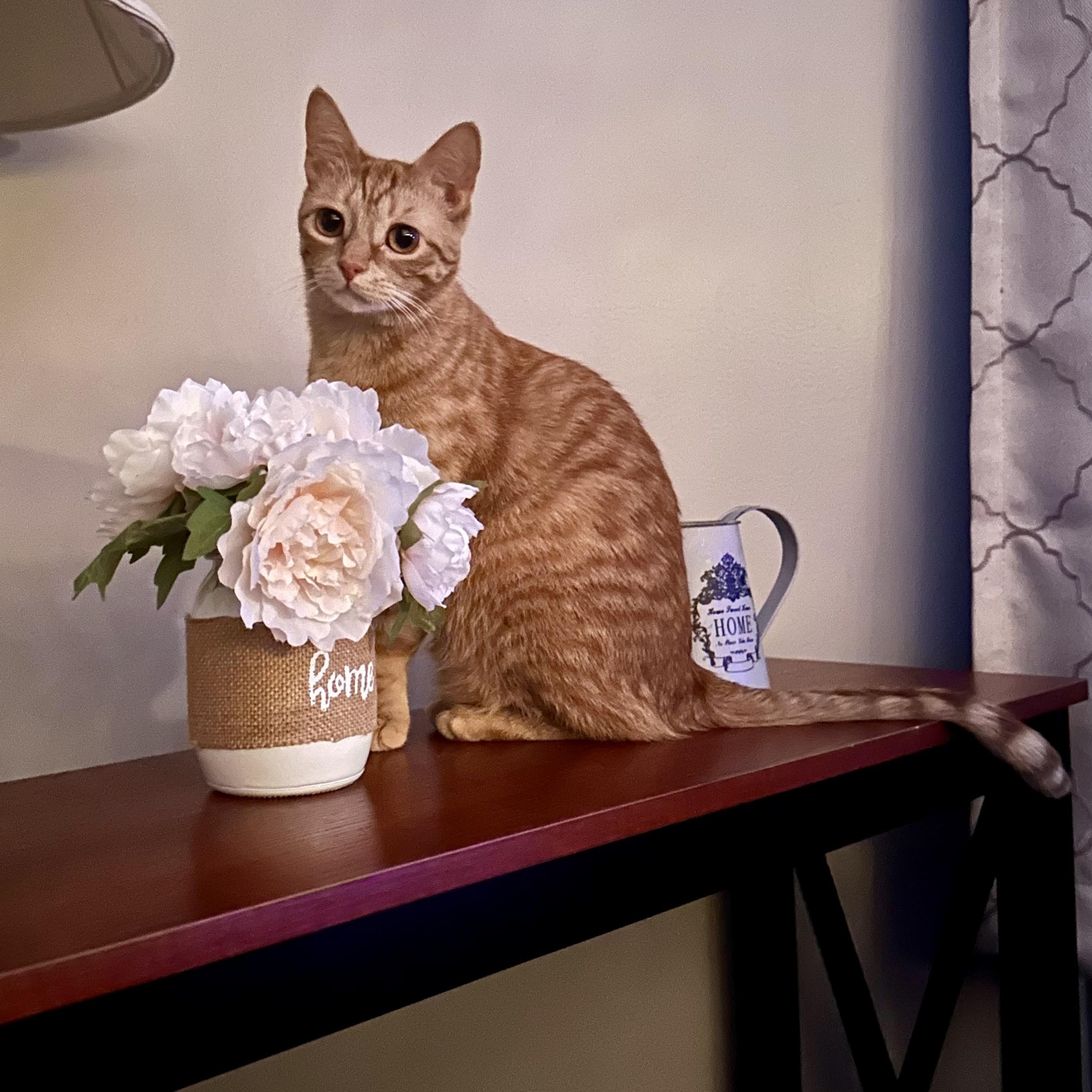 Frito, a Adoptable Domestic Short Hair in Lacona, NY image 3/6