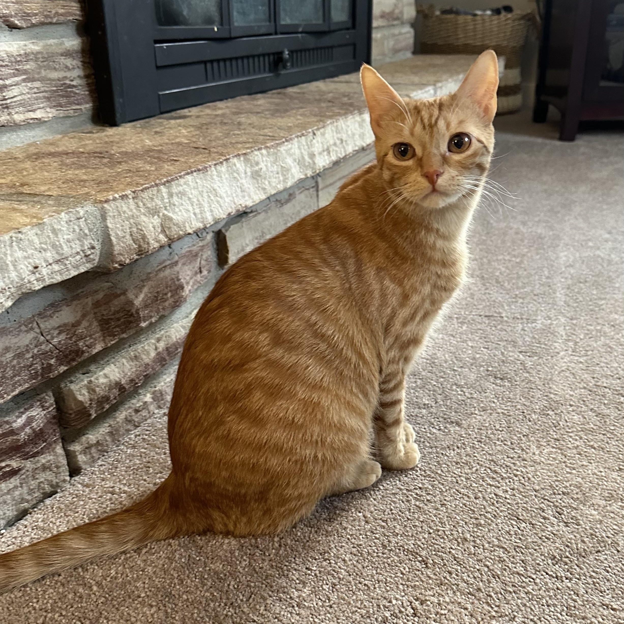 Frito, a Adoptable Domestic Short Hair in Lacona, NY image 4/6