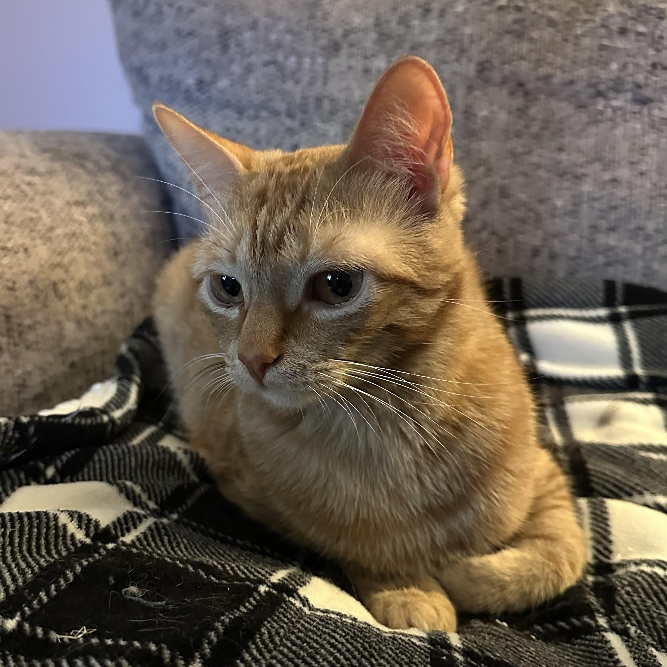 Frito, an adoptable Domestic Short Hair in Lacona, NY, 13083 | Photo Image 3