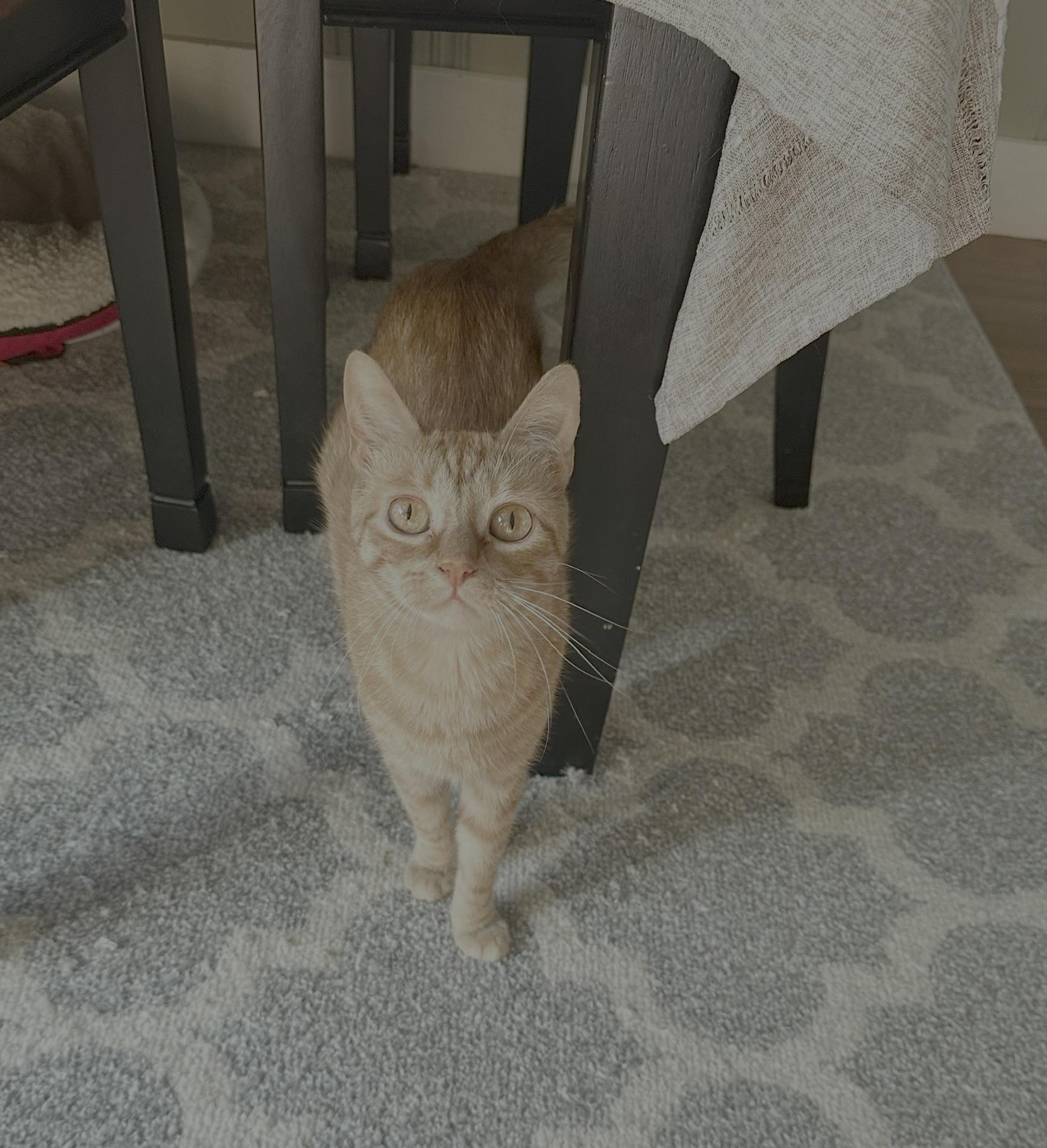 Frito, a Adoptable Domestic Short Hair in Lacona, NY image 2/6